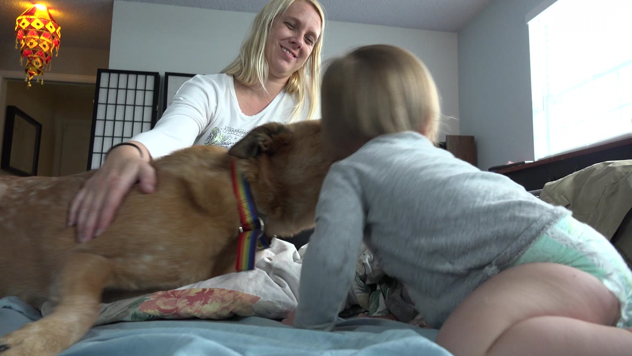 The baby crawls across the bed toward the tan dog in the Westminster bedroom while the woman smiles in the midground and daylight enters from the right.