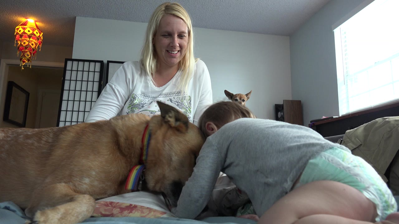 Toddler leans toward a tan dog on a bed while a woman watches.