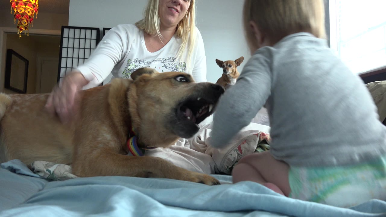 Baby reaches toward a large tan dog on a bed as a woman sits behind them.