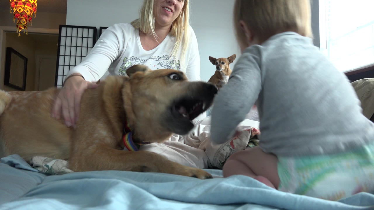 In the Westminster, Colorado home scene, the woman touches the large tan dog as the baby sits with their back to camera and the smaller dog remains visible behind them.