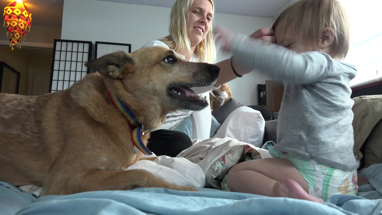 At 0:01 in Westminster, Colorado, the child reaches an arm toward the smiling mother as the large tan dog looks across the bed.