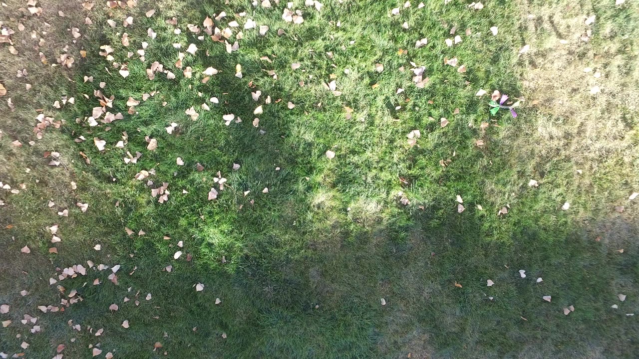 Overhead view of grass with scattered dry leaves
