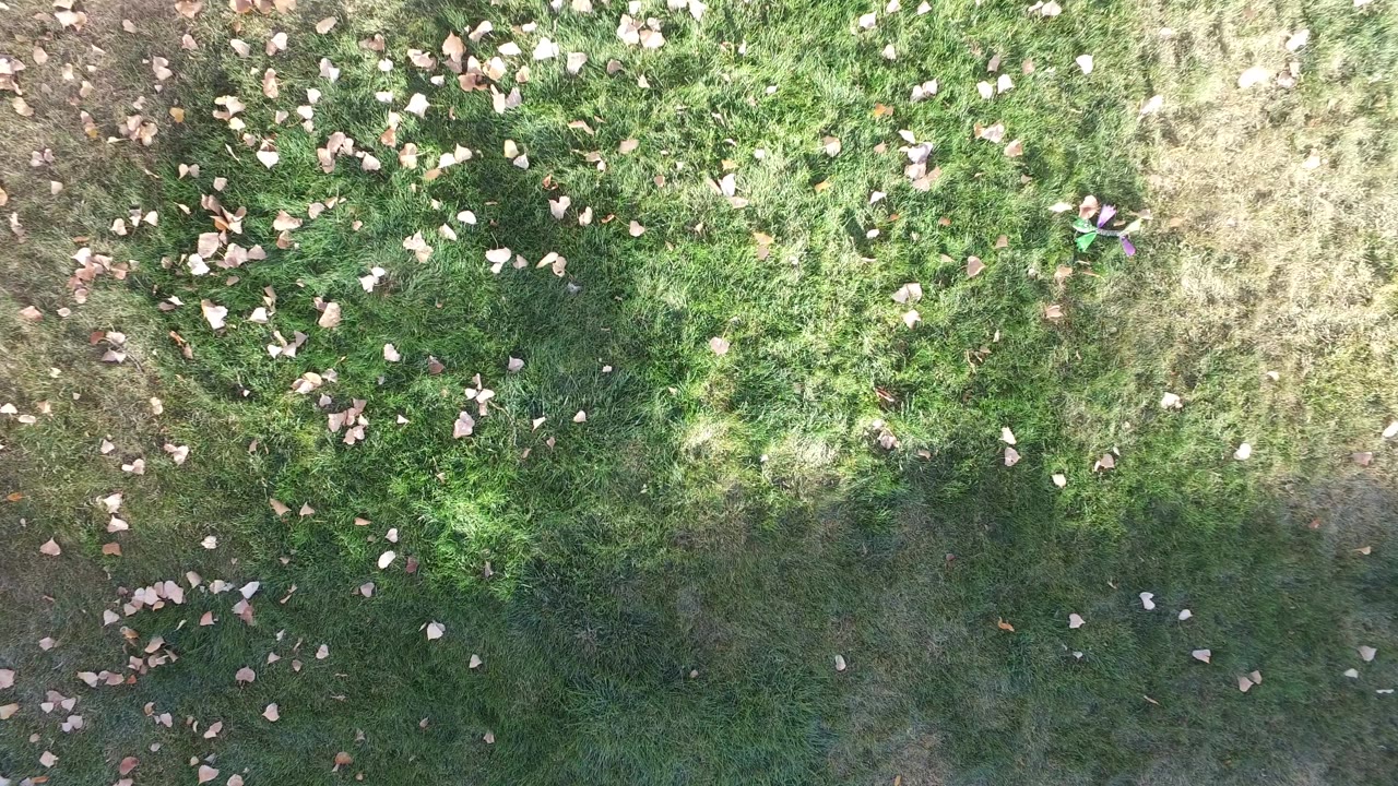 A slightly lower overhead view of mixed green grass, small bare patches, and fallen leaves at Hidden Lake, Colorado, with no visible people.