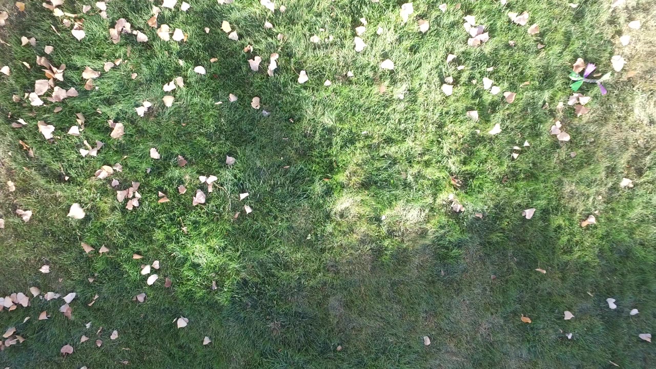 Patchy grass fills the frame with scattered tan leaves and soft shade at Hidden Lake, Colorado, with no visible people.