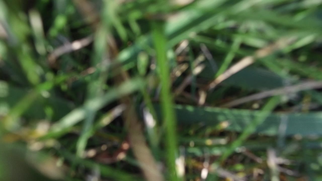 Soft-focus green grass and plant blades fill the opening frame of the Hidden Lake Colorado clip, with no visible people.