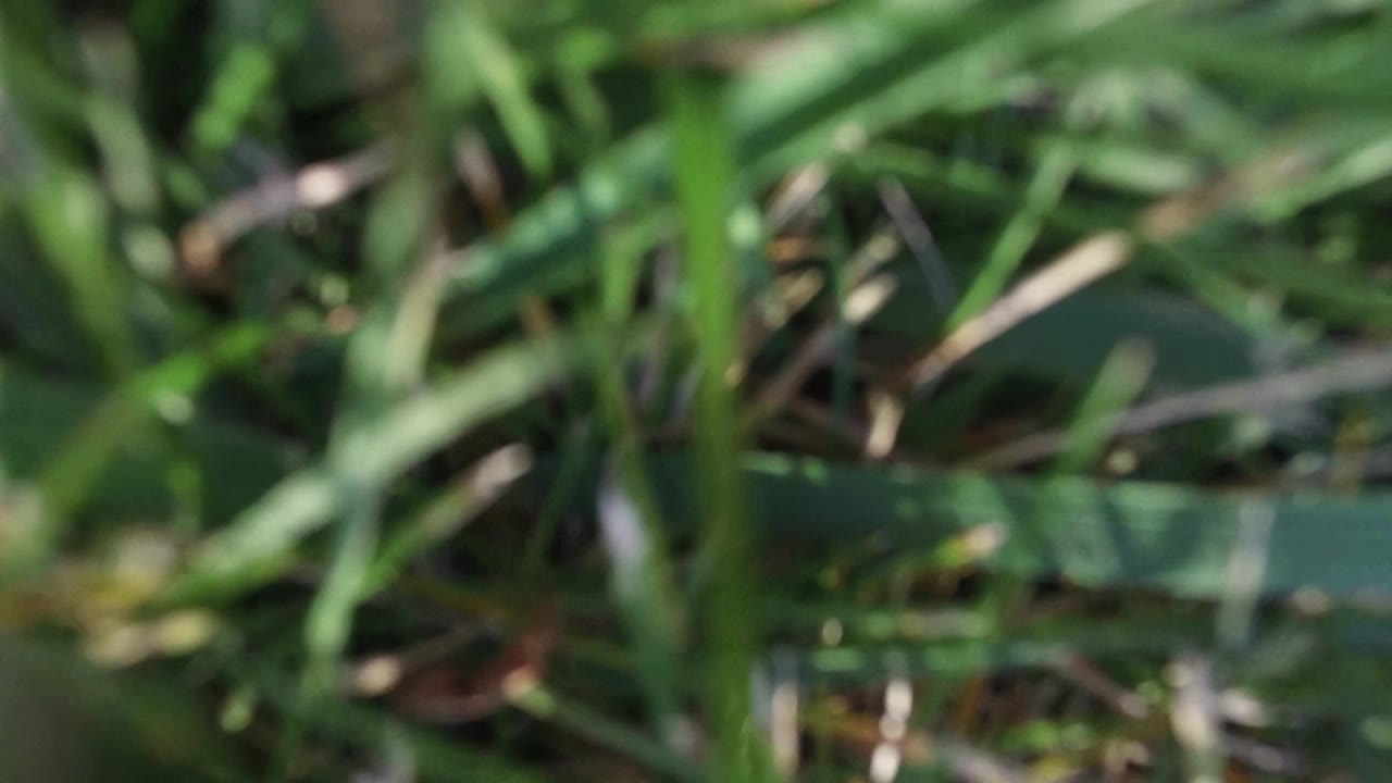 Blurred foreground plant blades cross darker green stems and leaf shapes in the Hidden Lake Colorado footage, with no visible people.