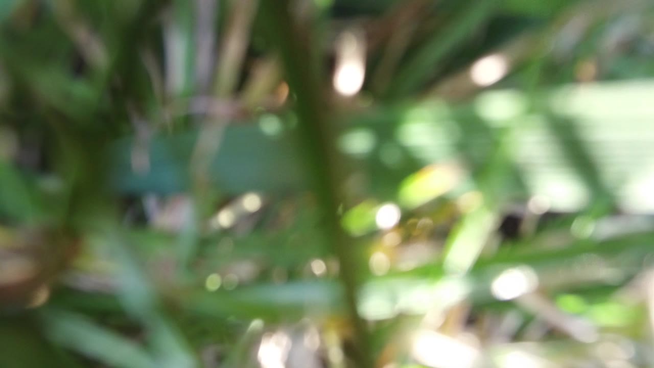 Soft-focus green stems and leaves fill the first frame from Hidden Lake Colorado, with bright sun patches and no visible people.