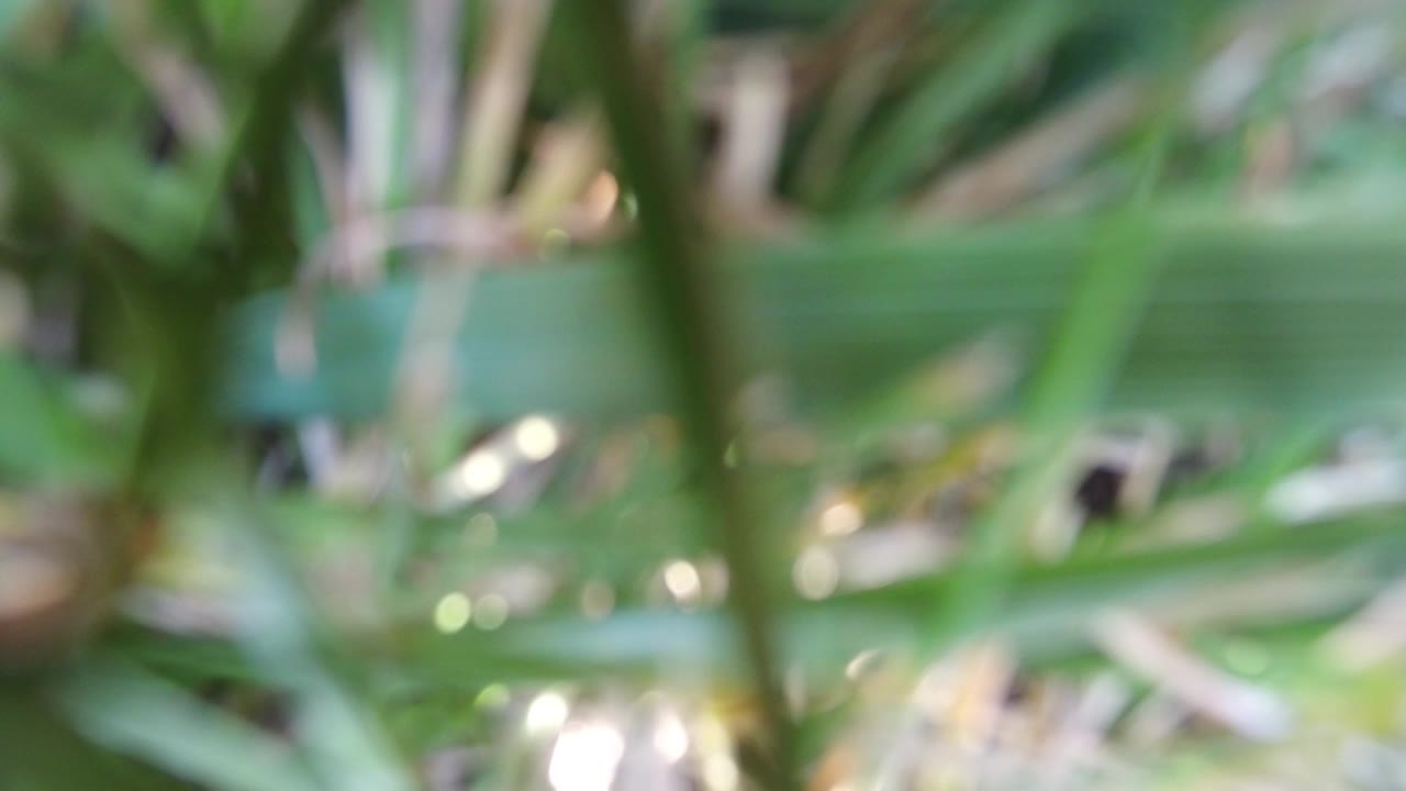 Blurred plants with pale dried leaves behind.