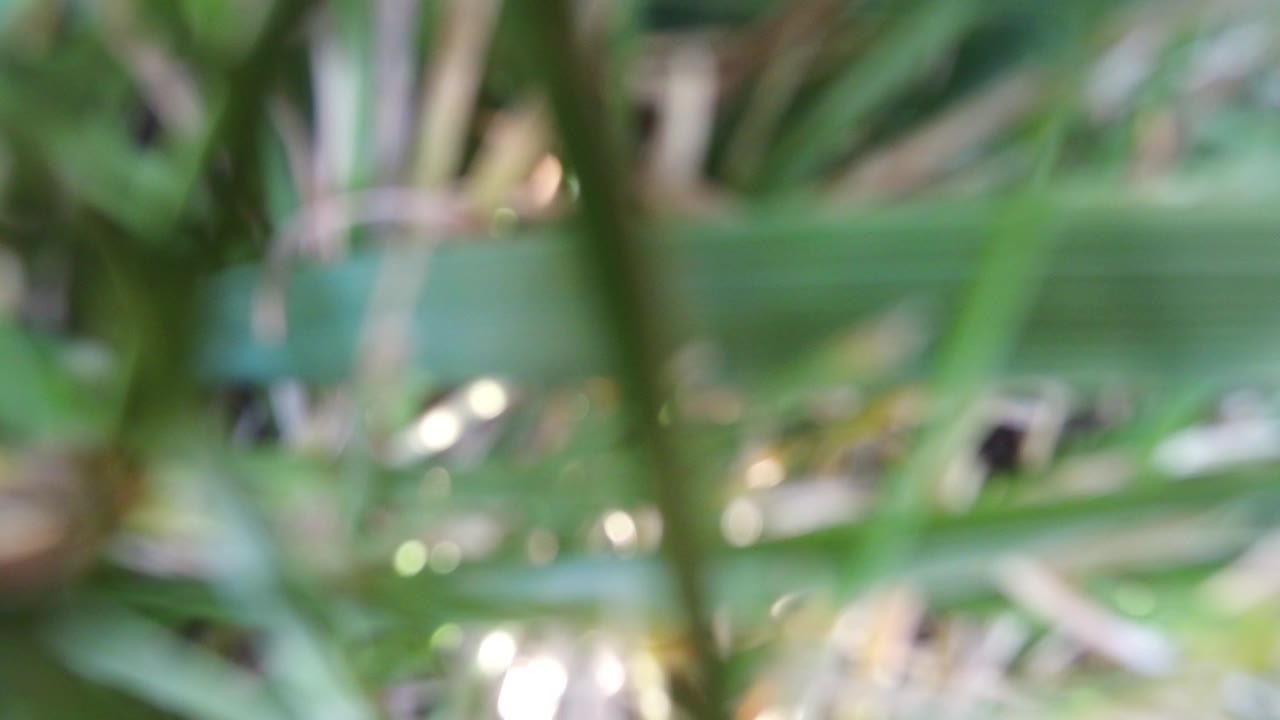 Out-of-focus green leaves and stems sit close to a window in Hidden Lake, Colorado, with bright glass reflections and no visible people.