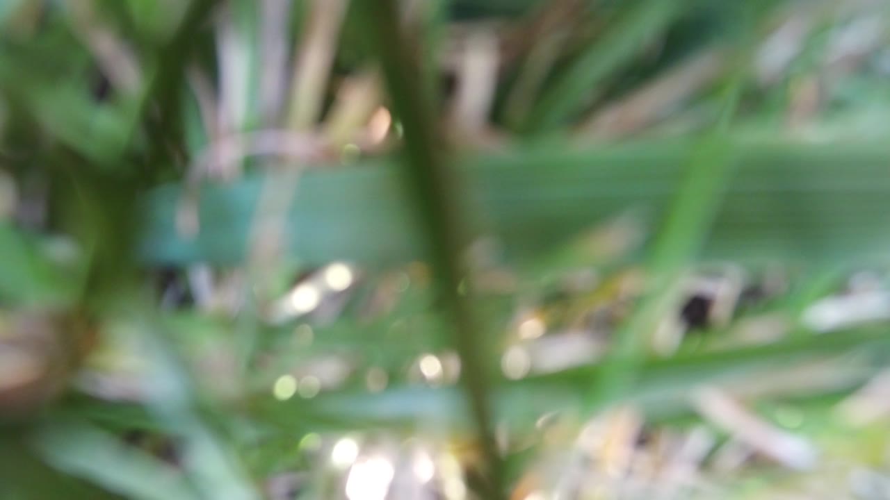Green leaves and stems obscure most of a window view.