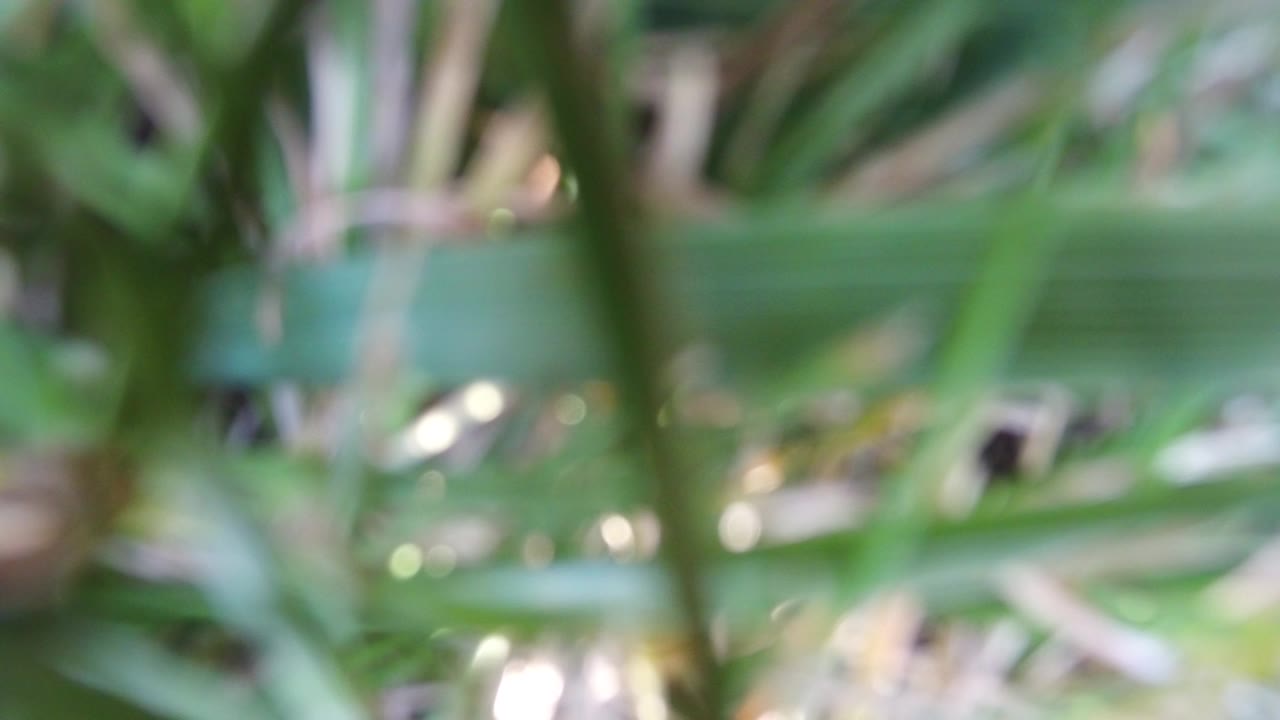 Soft-focus green foliage and brown-green stems in Hidden Lake, Colorado, with bright background glints and no visible people.
