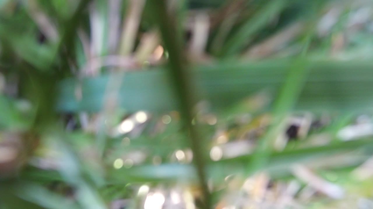 Out-of-focus green leaves and stems fill the first frame from Hidden Lake, Colorado, with soft pale background highlights and no visible people.