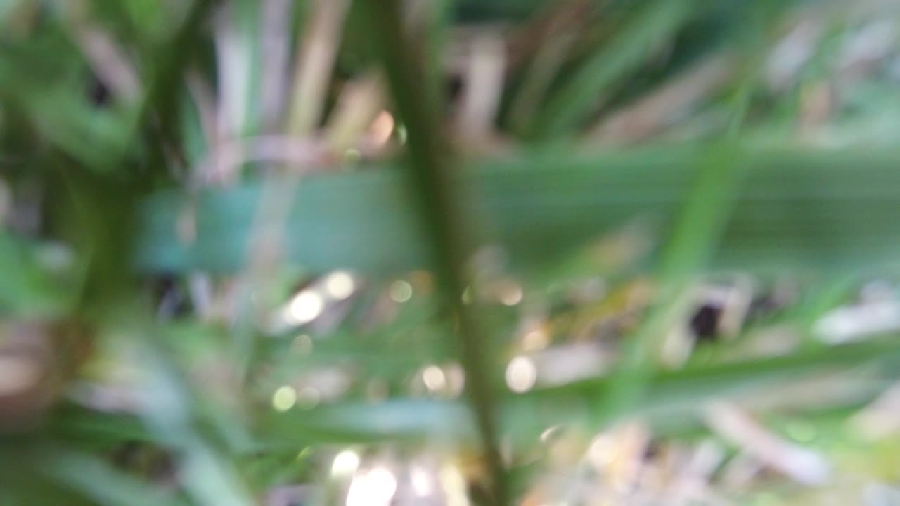 Blurred green plant blades with pale highlights