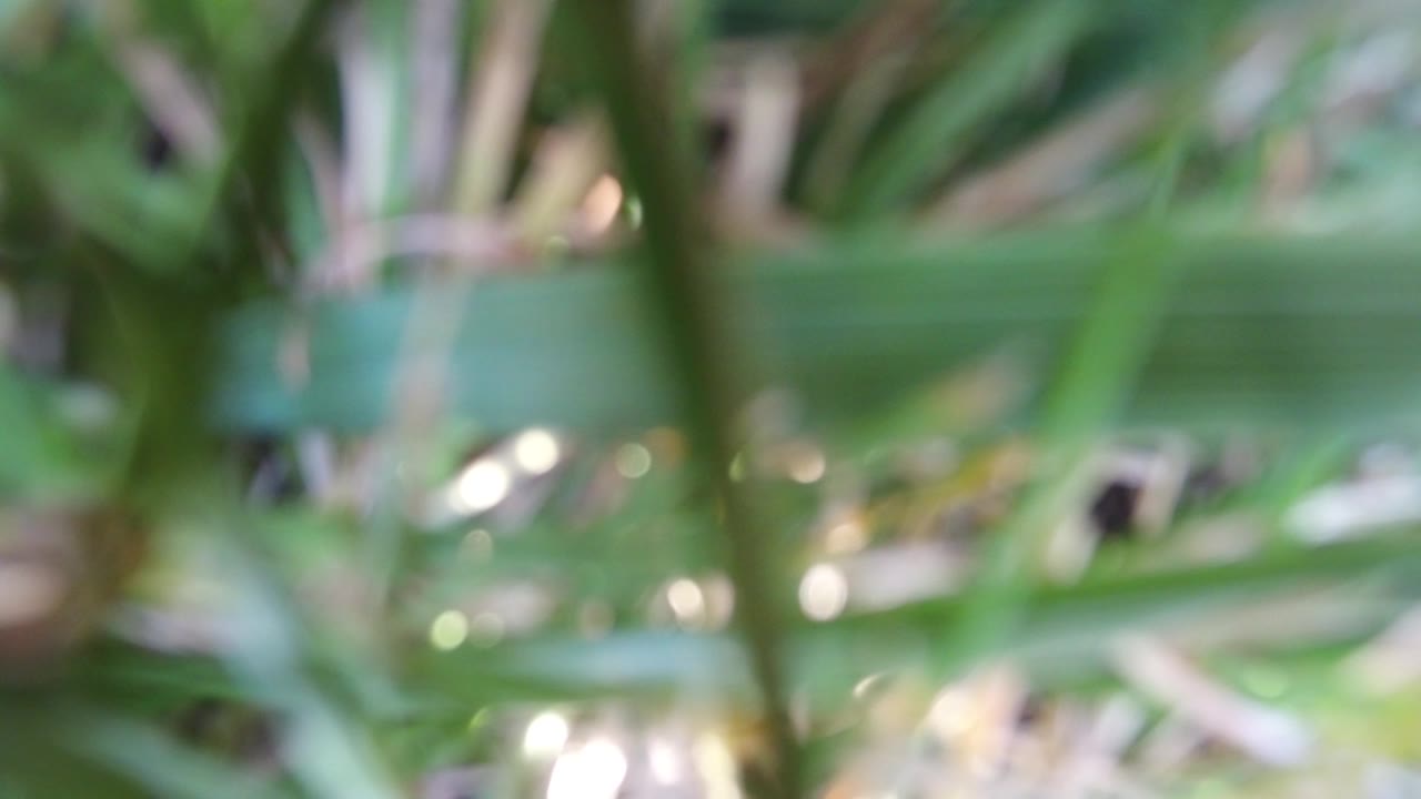 A blurred cluster of long green leaves remains across the frame in Hidden Lake, Colorado, with brighter flecks near the lower edge and no visible people.