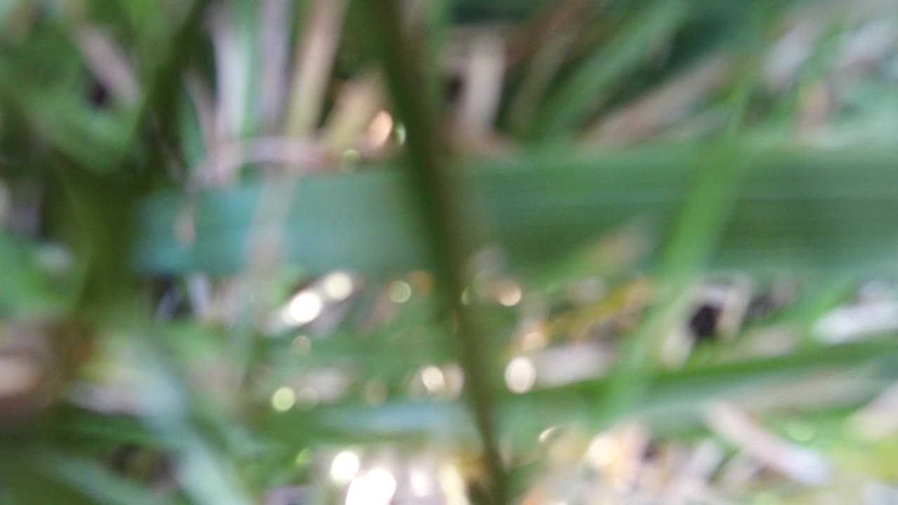 Blurry green blades of grass and foliage filling the frame.