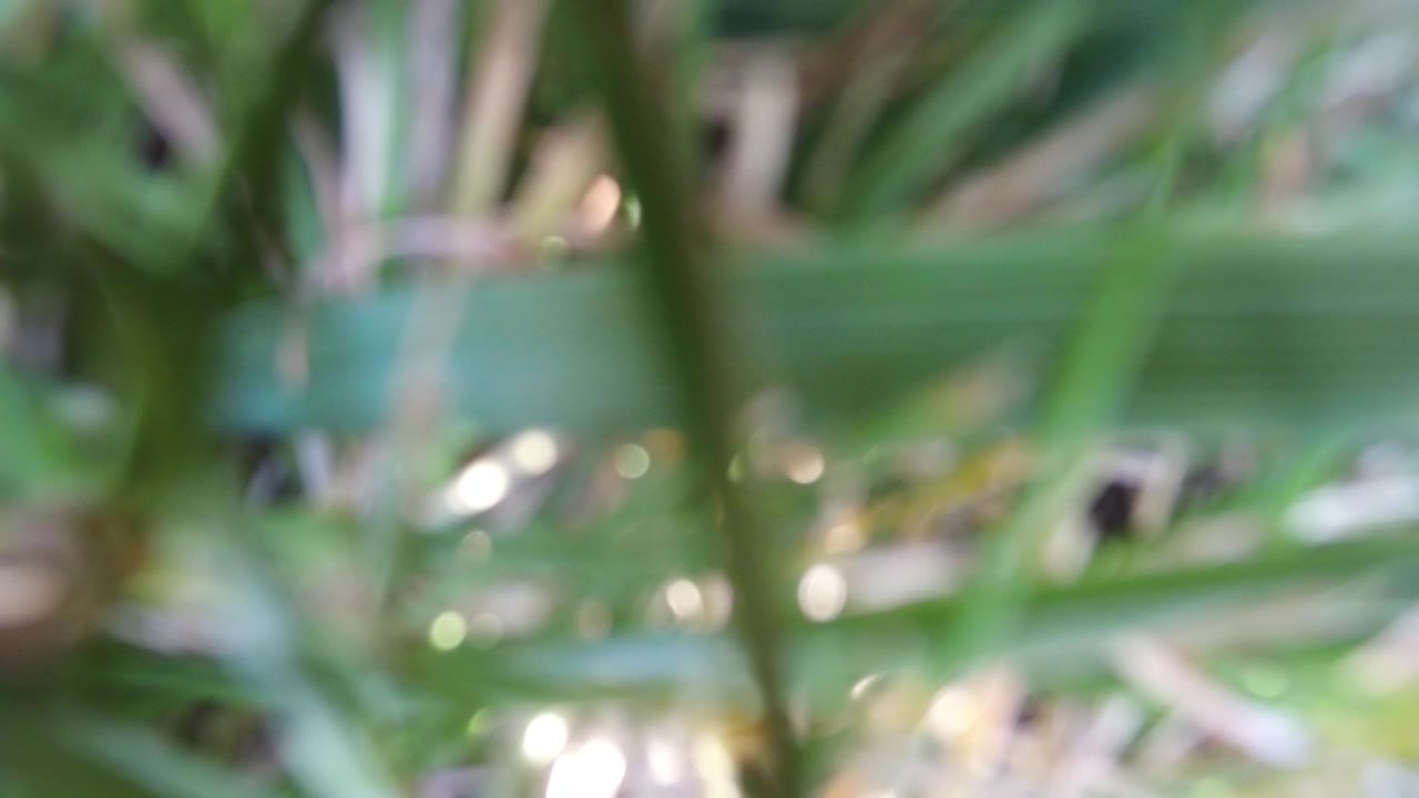 Blurred leaf blades and green foliage overlap near the lens at Hidden Lake, Colorado, with no visible people.