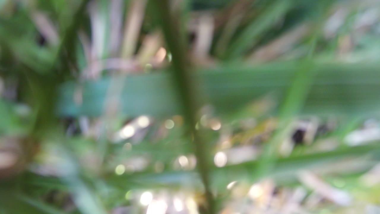 Blurred green plant blades with pale light spots