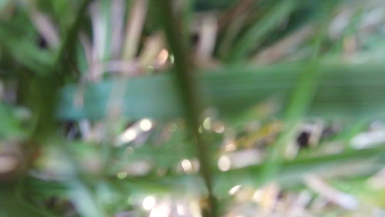 Blurred green grass blades with bright sunlight glints.