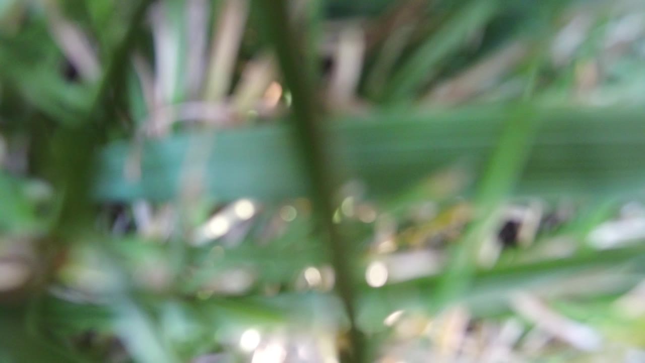 Blurred green grass and stems with pale background highlights.