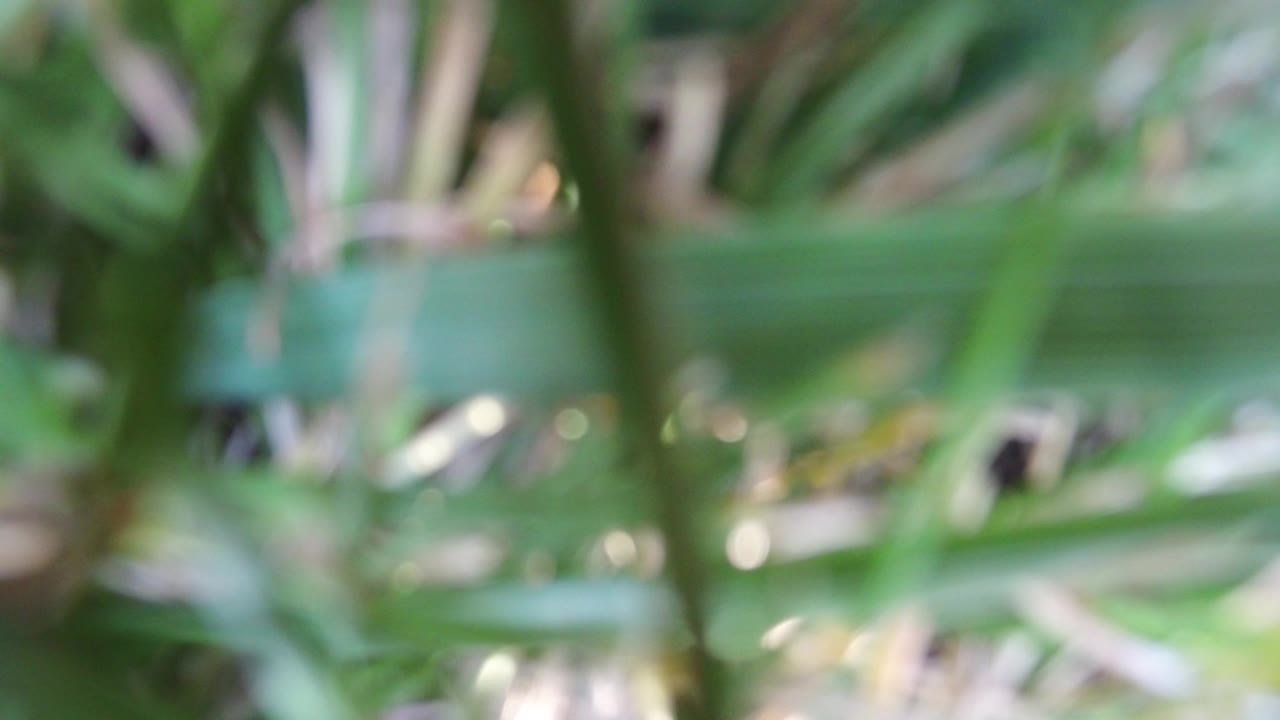 Soft-focus grass blades at Hidden Lake, Colorado, with a dark vertical stem near center and no visible people.