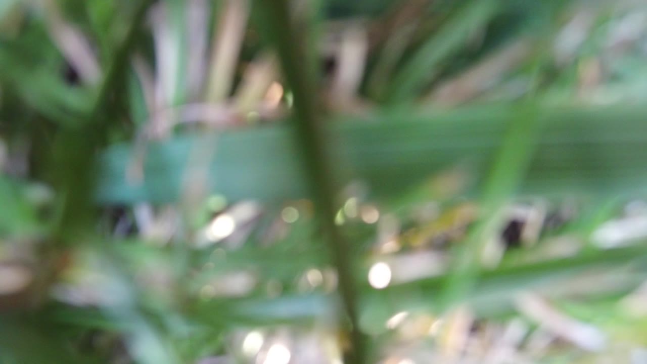 Soft-focus blades of grass fill the opening frame from Hidden Lake, Colorado, with layered green foreground blur and no visible people.
