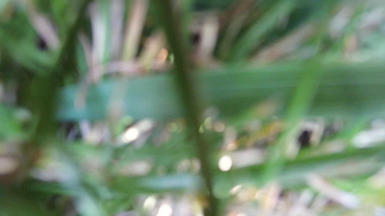 Blurred plant close-up with bright droplet glints.