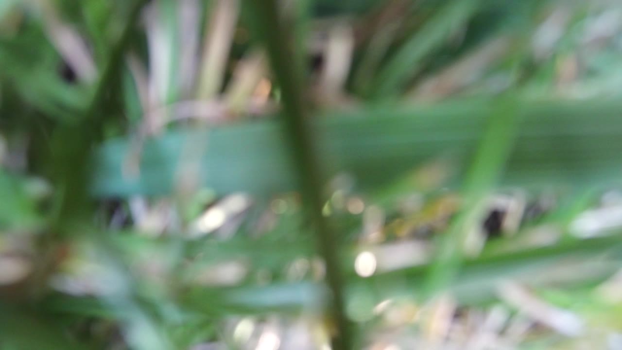 Soft green vegetation with bright blurred highlights