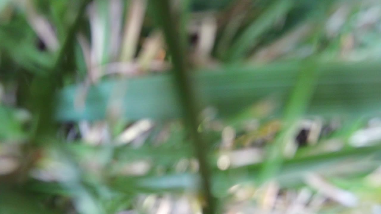 Blurry green ground cover filling the frame.