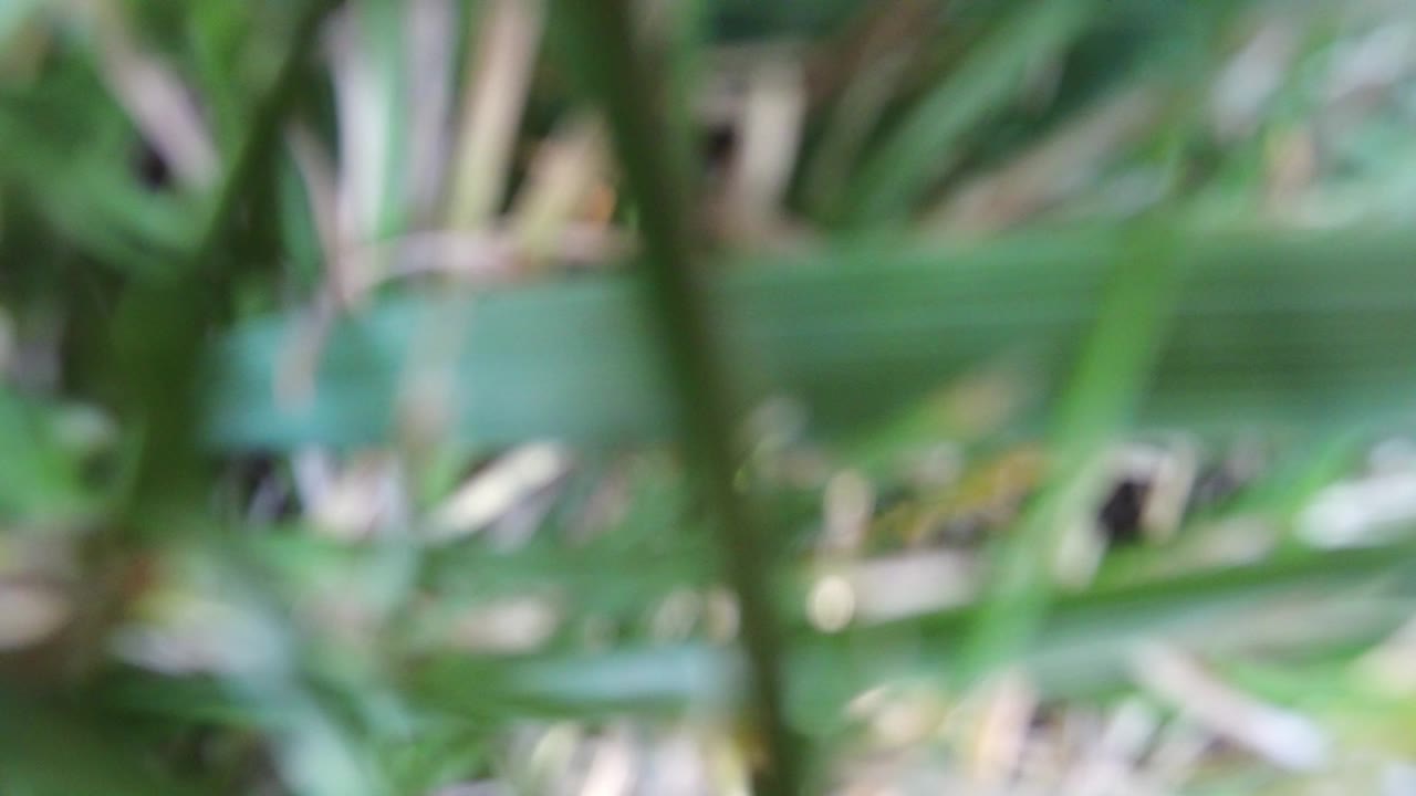 Blurry green grass close to the camera.