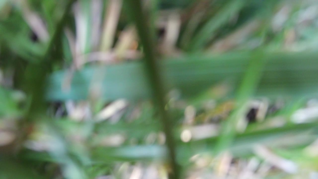 Blurred green foliage filling the frame