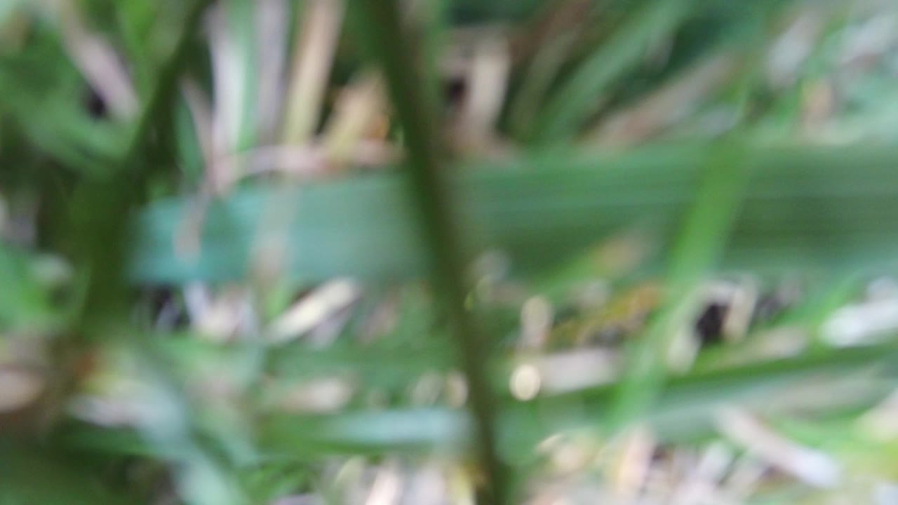 Soft-focus grass blades fill the first frame from Hidden Lake, Colorado, with layered green leaves and no visible people.