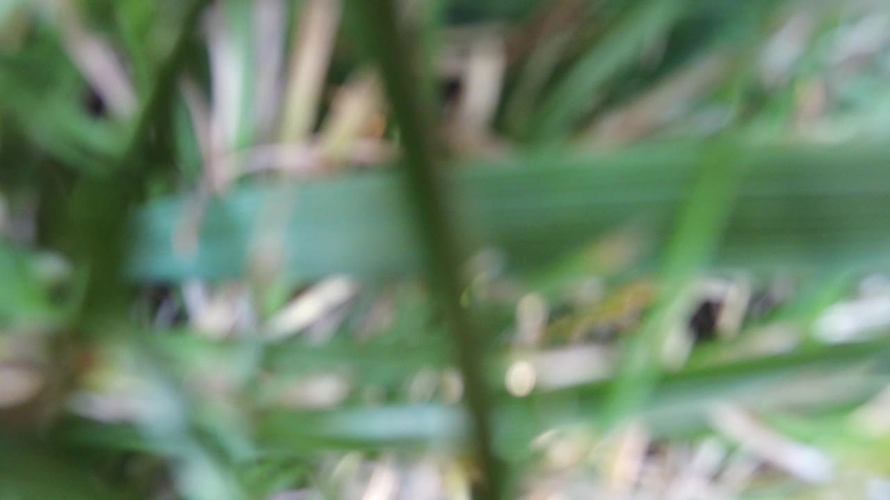 At 0:01, overlapping green grass blades remain out of focus across the frame, with pale sunlit flecks behind them and no visible people.