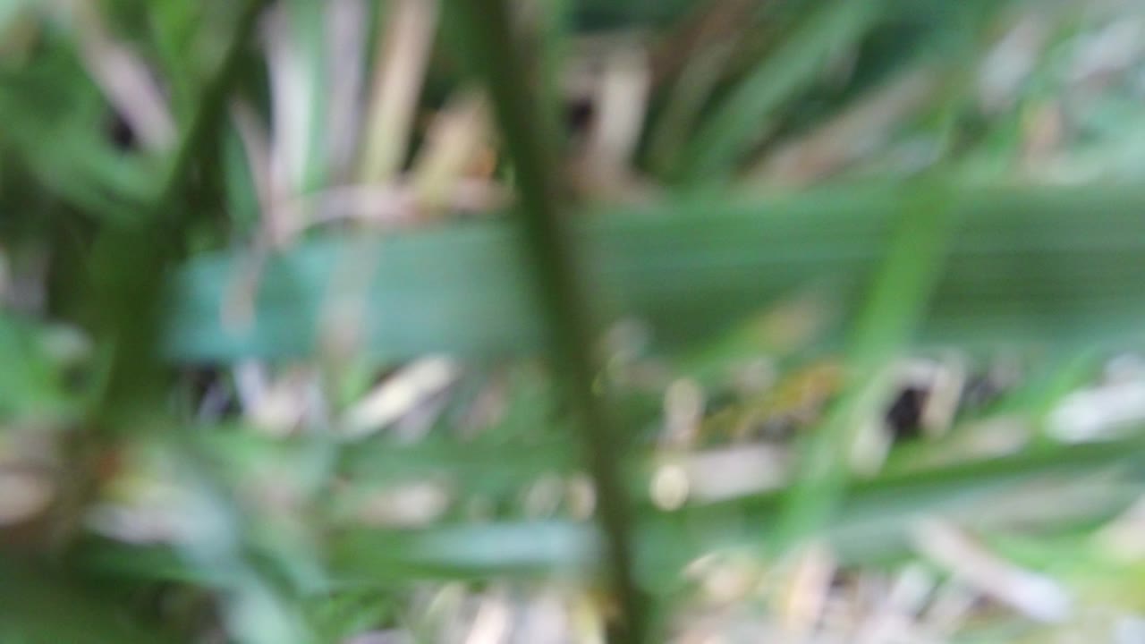 Soft-focus grass with layered green blades
