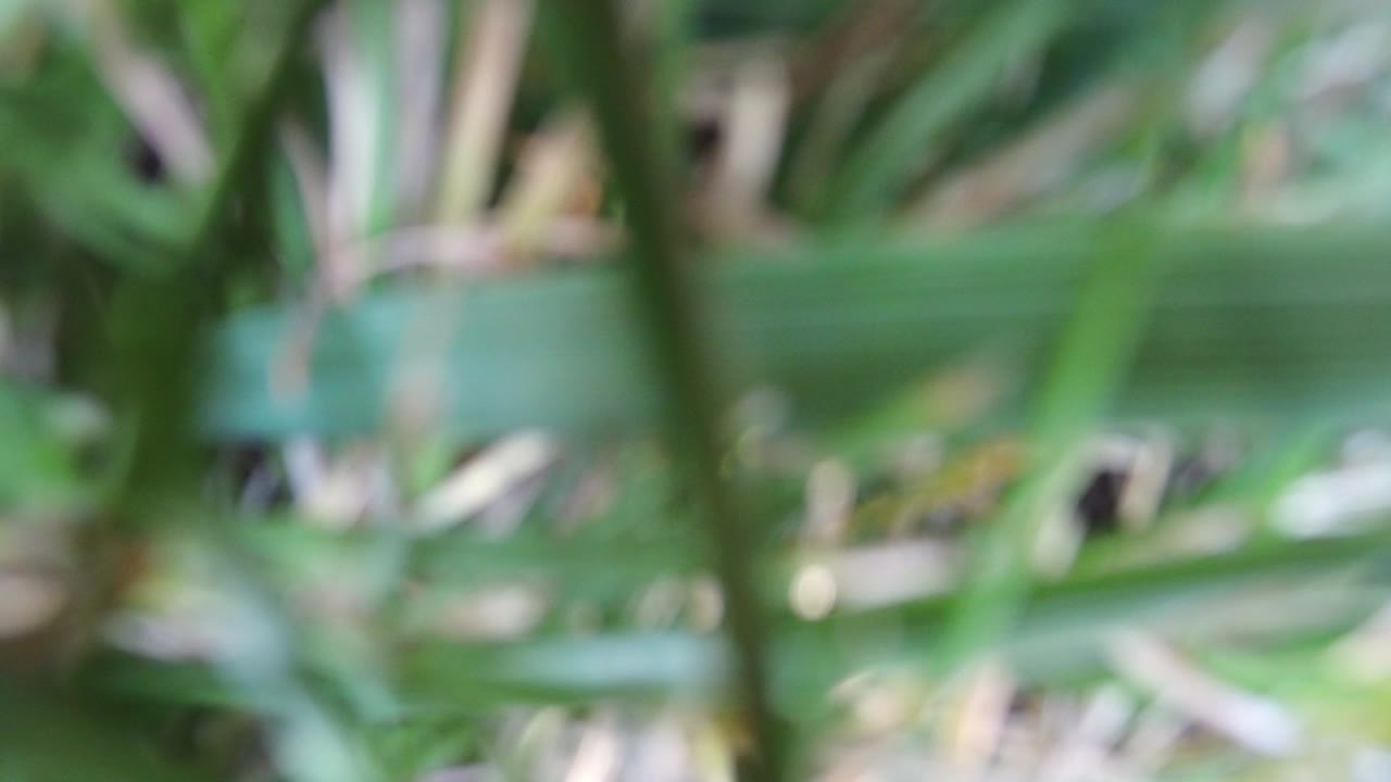 At 0:01, overlapping green blades remain soft and close to the lens in the Hidden Lake, Colorado footage, with no visible people.