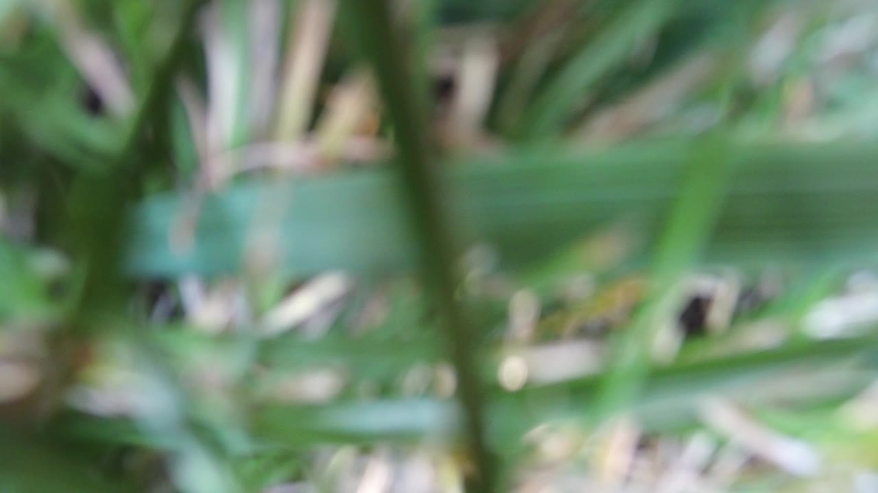 Soft green grass and pale brown plant shapes in blur.