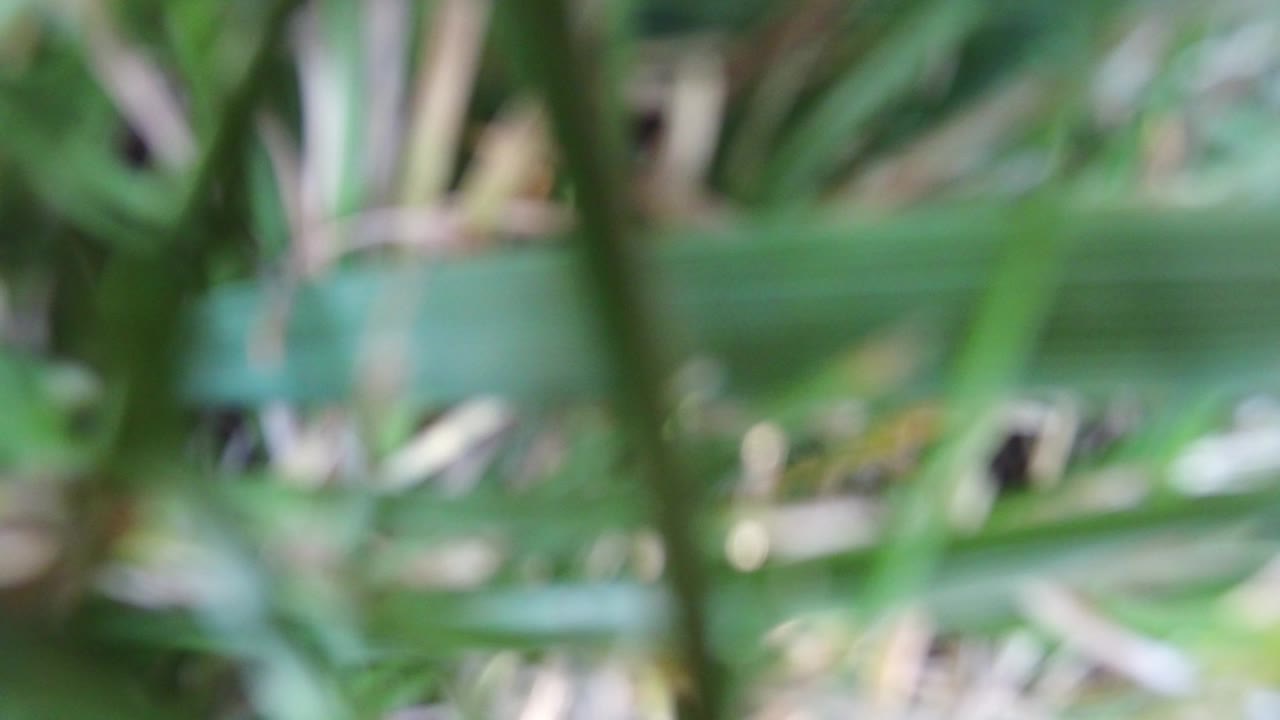Soft blurred green leaves filling the frame