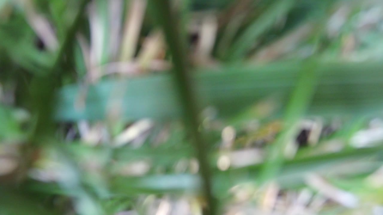 Soft-focus green plants close to the camera.