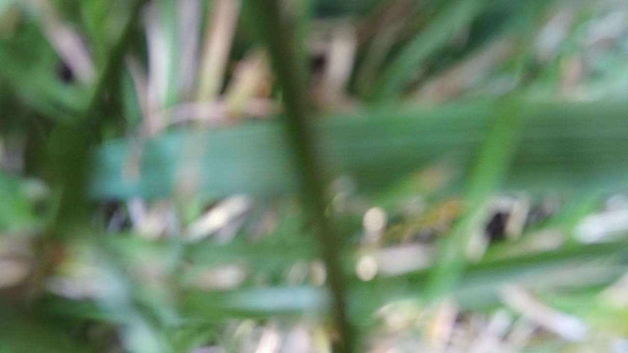 Soft-focus green leaves close to the lens.