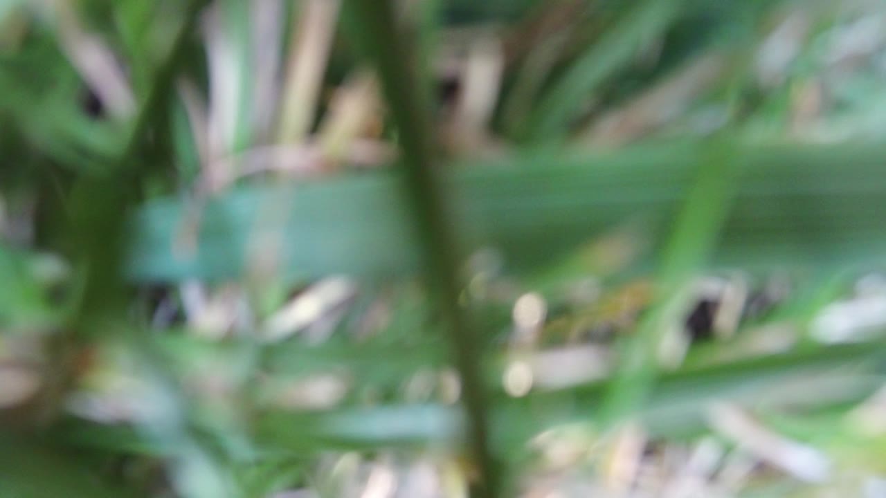 Soft-focus green leaves and stems fill the opening frame from Hidden Lake Colorado, with pale daylight patches and no visible people.