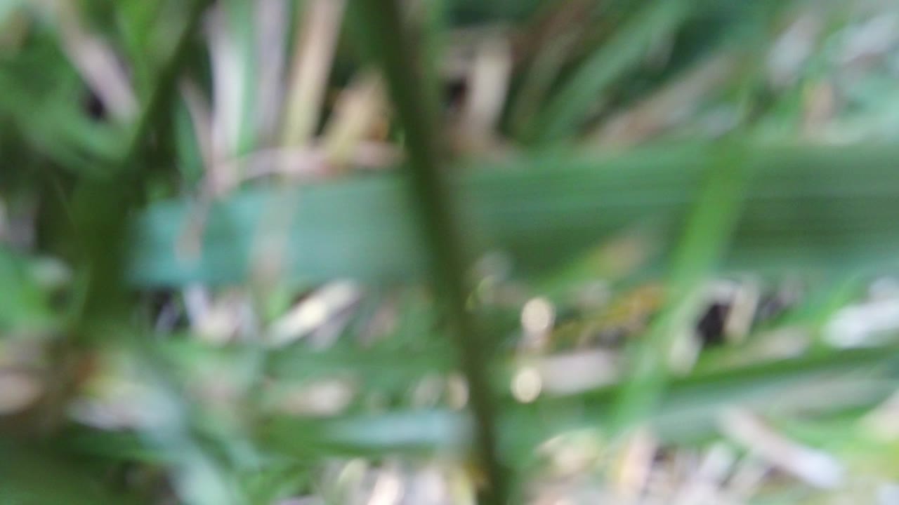 Soft-focus green plant blades and pale stems fill the opening frame from Hidden Lake, Colorado, with no visible people.