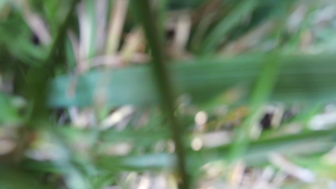 Out-of-focus plant detail in green and beige tones.