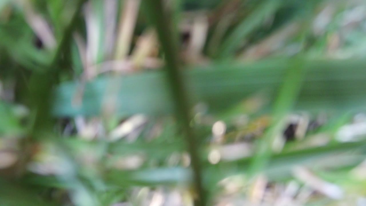 Soft-focus green plant blades filling the frame