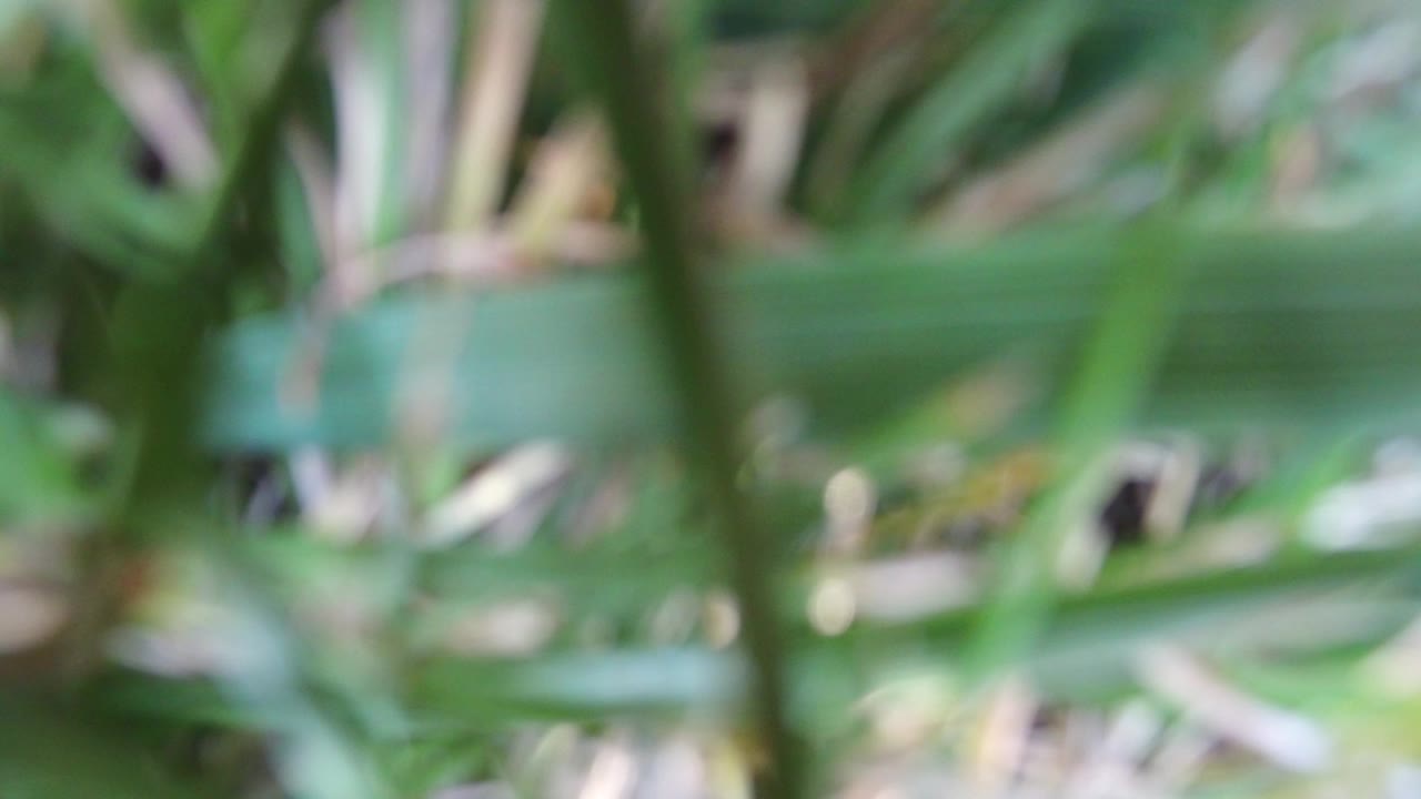 Blurred green grass and pale stems close to the lens