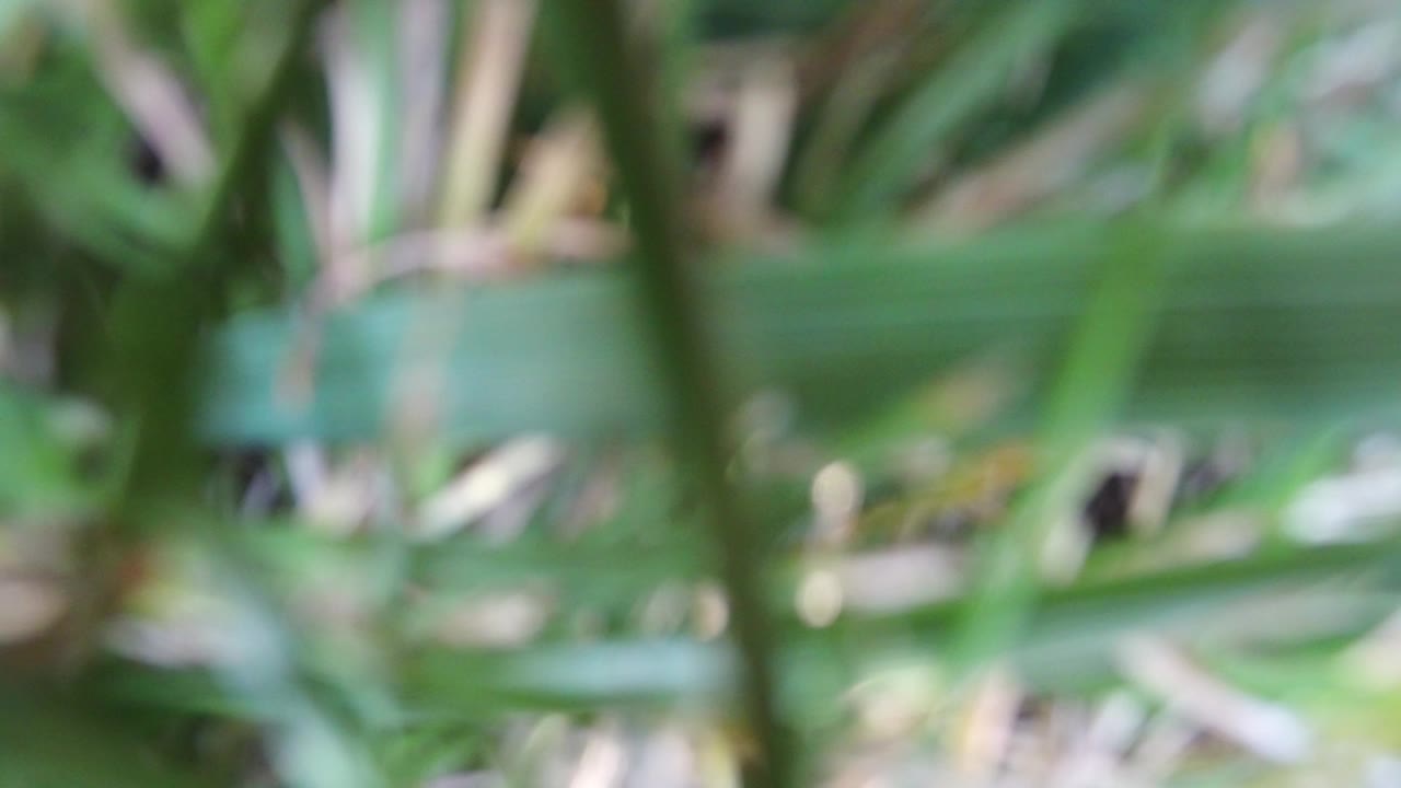 Blurred green plants with pale yellow foliage behind them