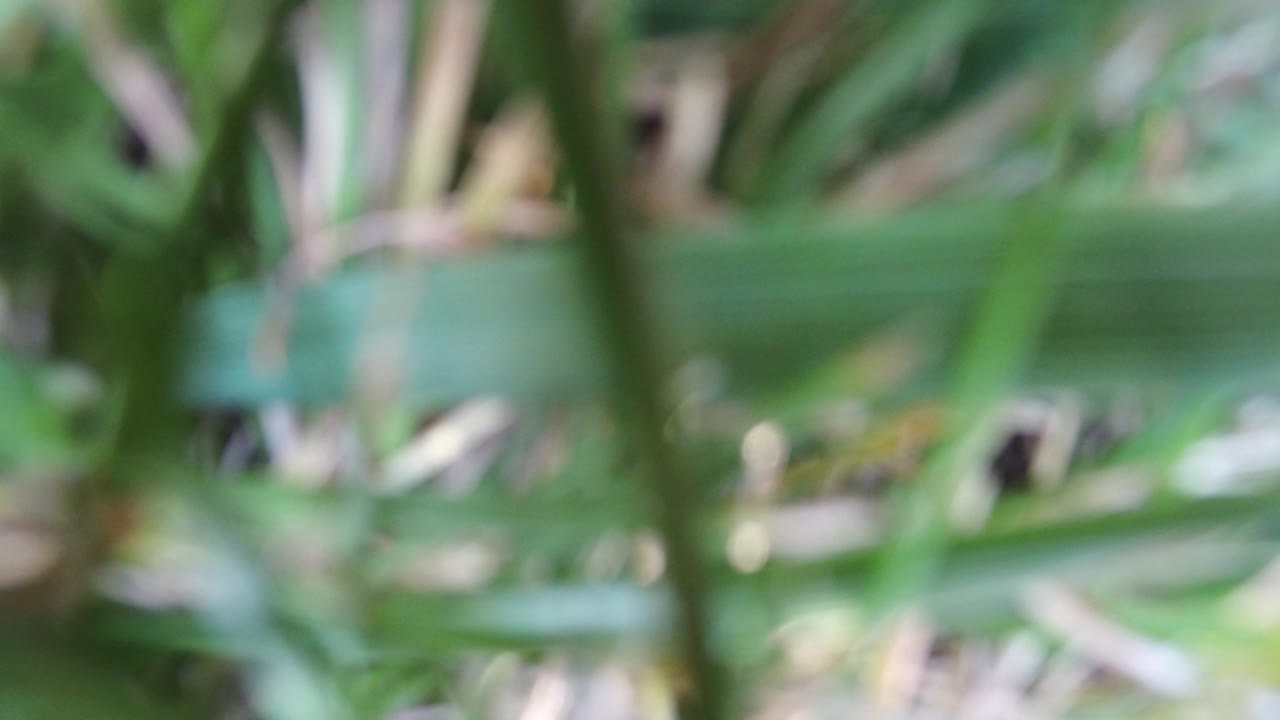 At 0:01, soft green vegetation crosses the frame at Hidden Lake, Colorado, with a muted yellow and white background and no visible people.