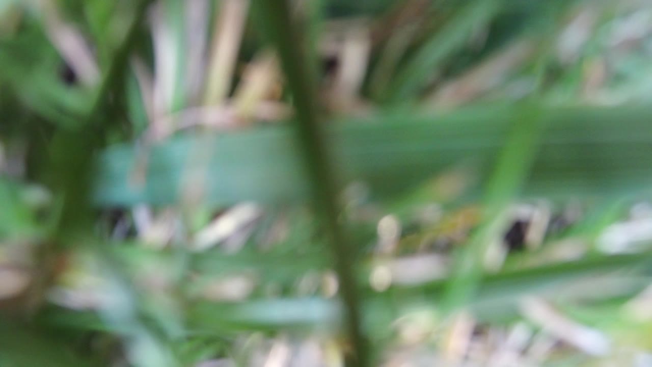 A slightly shifted blur of green foliage and pale stems sits across the frame in this Hidden Lake, Colorado moment, with no visible people.