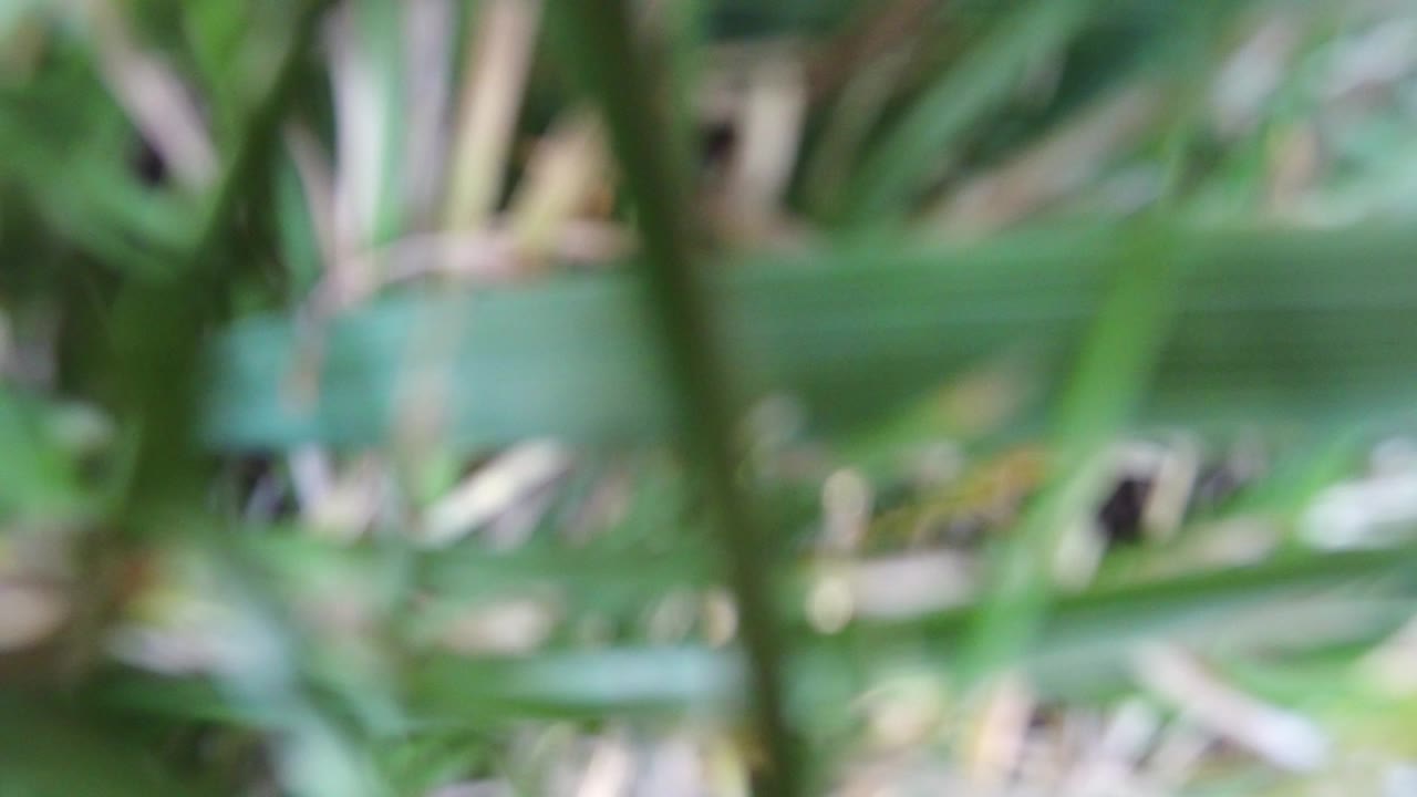 Soft-focus green grass blades fill the opening frame from Hidden Lake, Colorado, with pale ground tones behind them and no visible people.