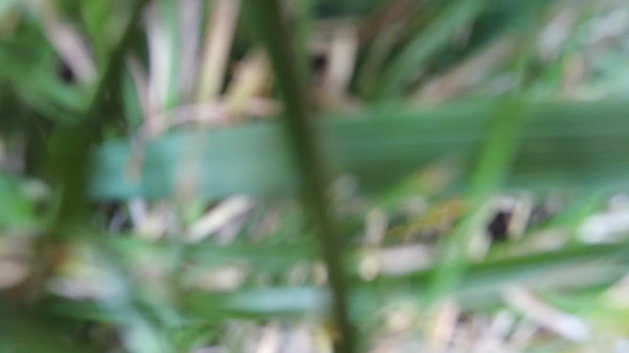 Blurred green leaves and stems filling the frame.