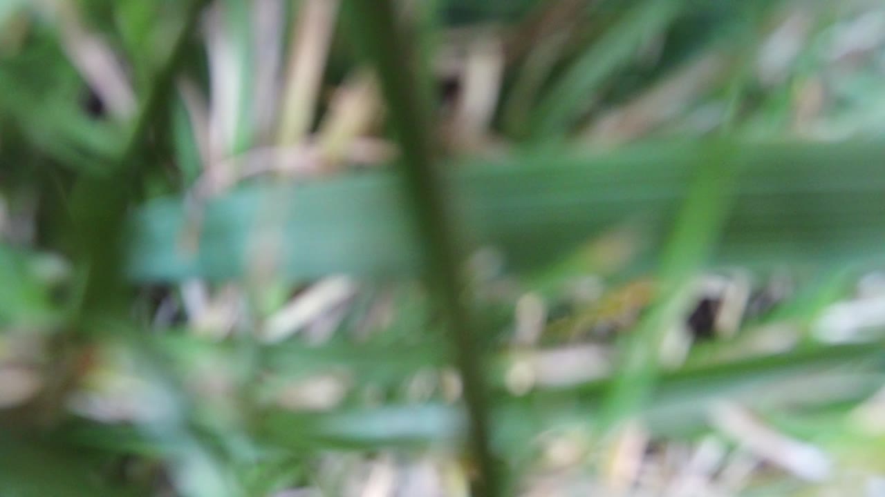 Soft-focus green plant blades fill the foreground in Hidden Lake, Colorado, with pale dried stems behind them and no visible people.