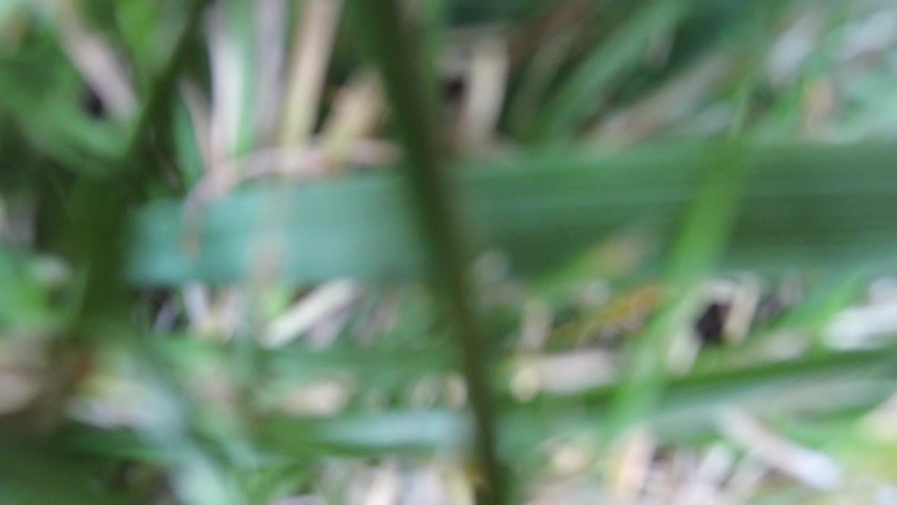 Soft-focus green leaves and stems filling the frame.